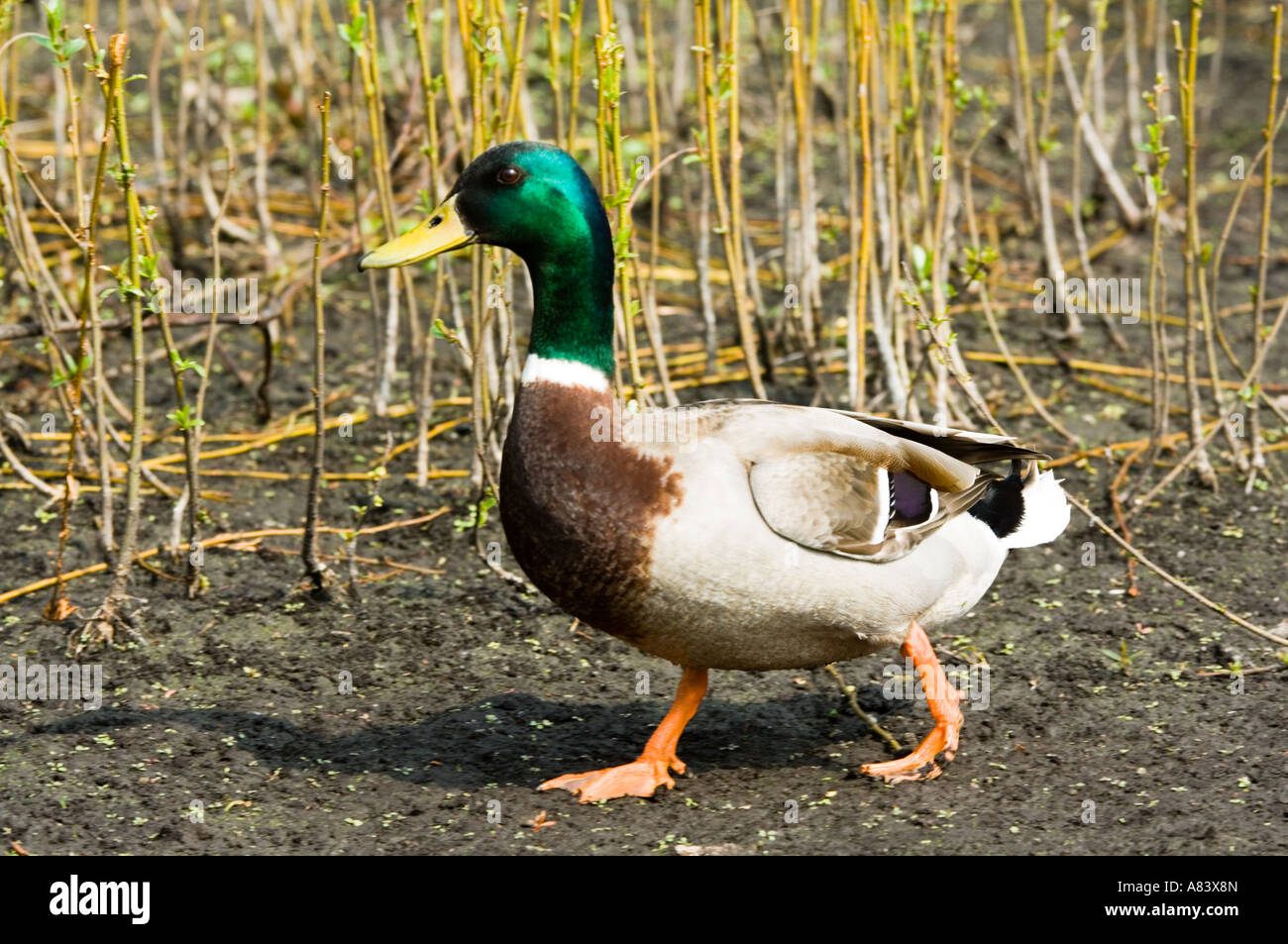 Il germano reale (Anas platyrhynchos) maschio adulto a piedi gli uccelli acquatici Wildlife Trust (WWT) wigan greater manchester LANCASHIRE REGNO UNITO, Aprile Foto Stock