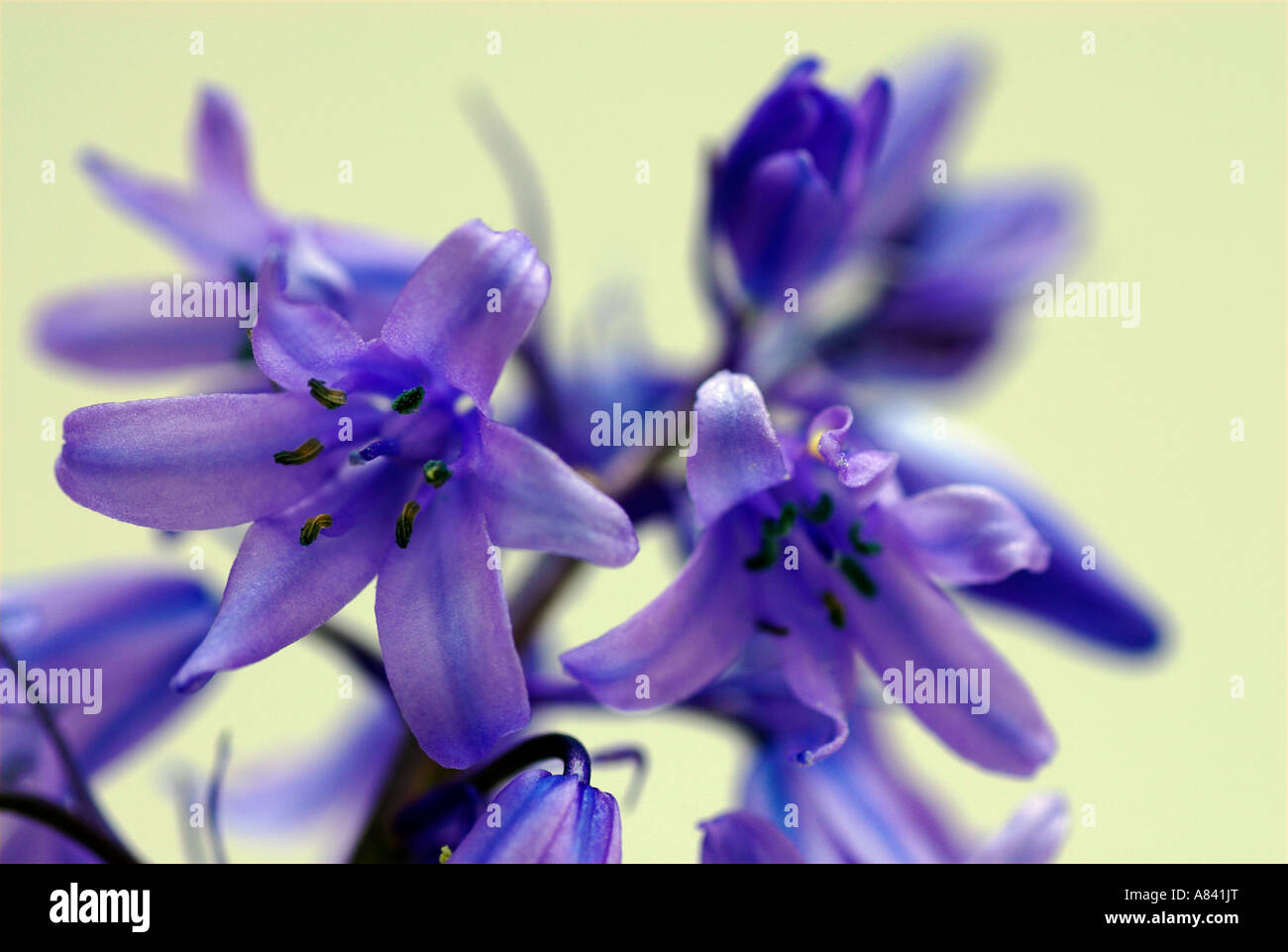 Close-up di bluebell fiori su sfondo chiaro Foto Stock