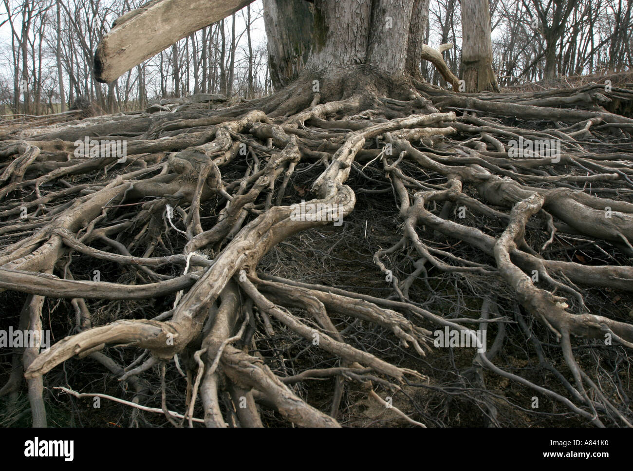 Argento acero radici fiume Ohio Foto stock - Alamy