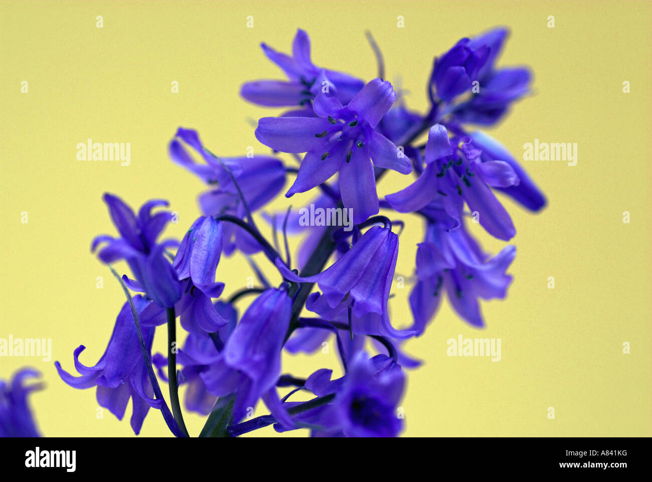 Bluebell fiori con sfondo giallo Foto Stock