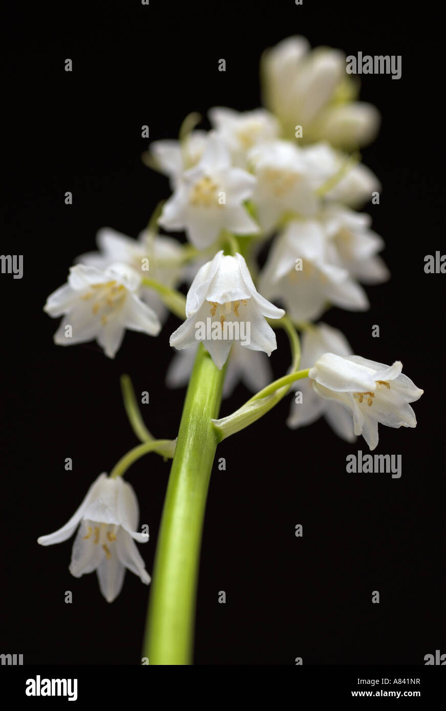 White Bluebell fiori su sfondo nero Foto Stock
