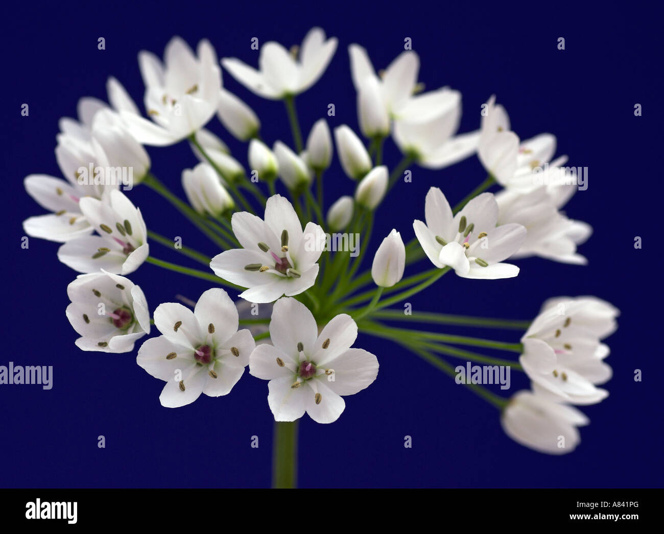 Aglio napoletano fiore su sfondo blu Foto Stock