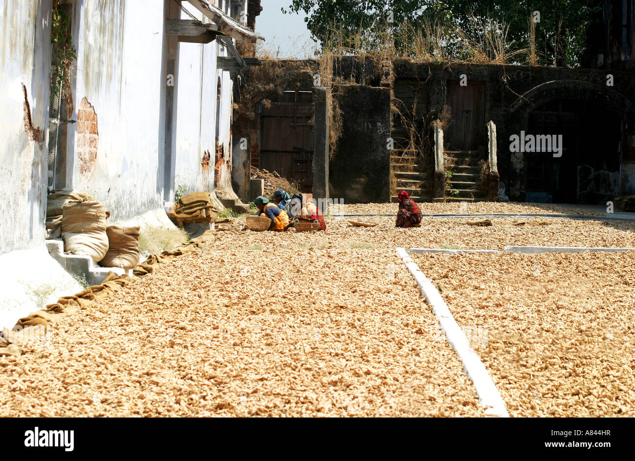 Lo zenzero in locali del mercato delle spezie,Jewtown,Fort Kochi,Cochin,Kerala, India Foto Stock