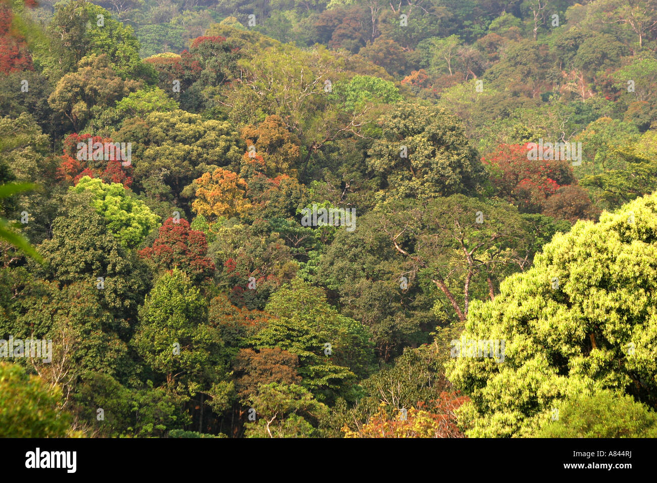 Ricche foreste della riserva Wayanand in Kerala India Foto Stock