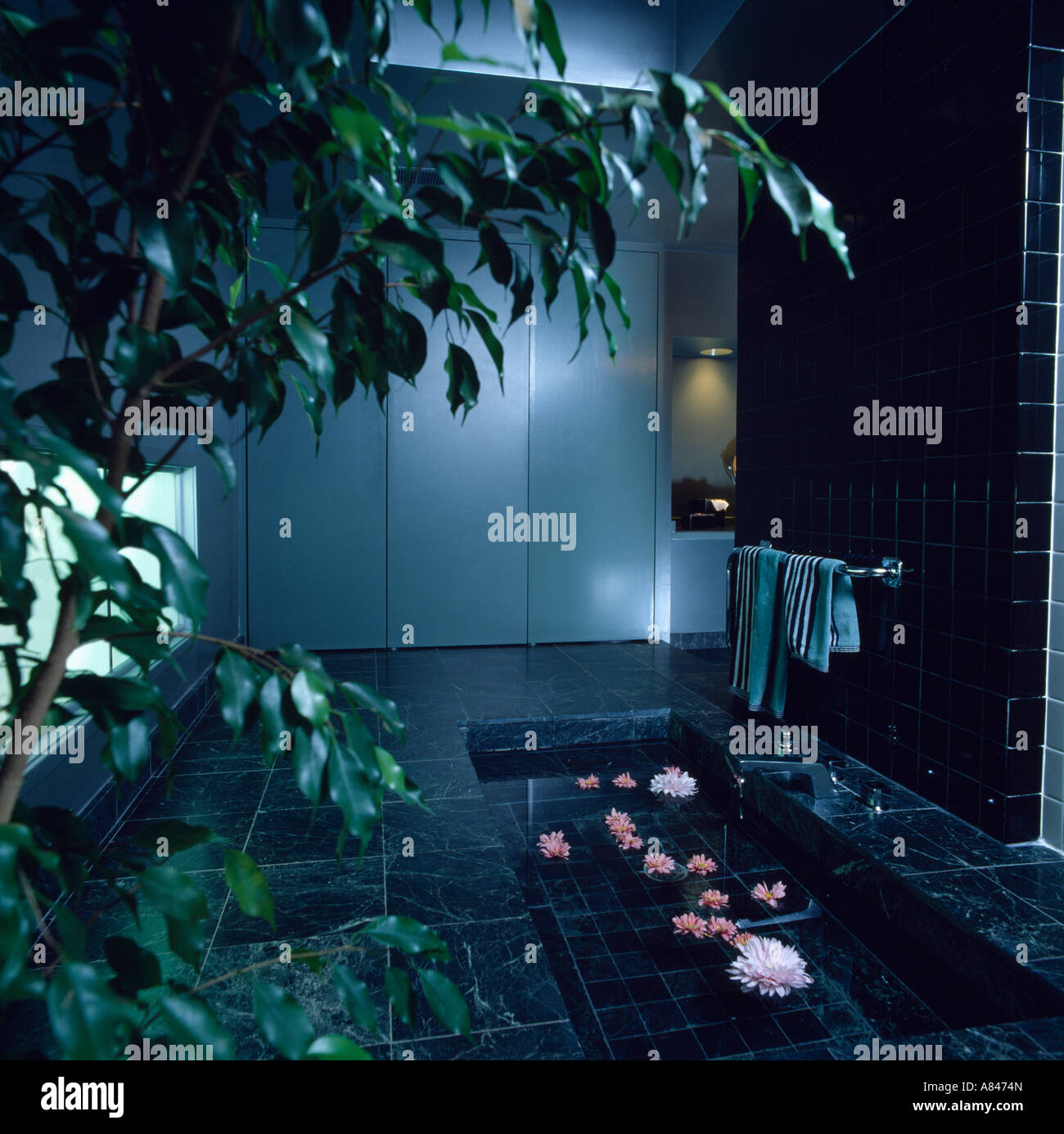 Verde di grandi dimensioni sopra houseplant vasca da bagno incassata con galleggiante petali di rosa in bianco e nero degli anni ottanta bagno Foto Stock