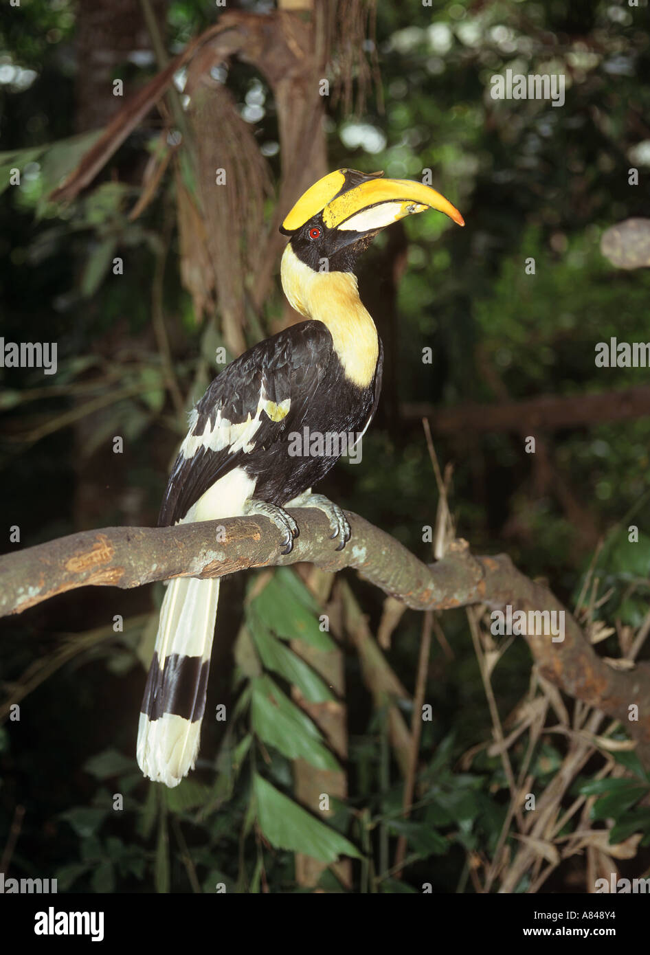 Great Indian hornbill sul ramo Buceros simum Foto Stock
