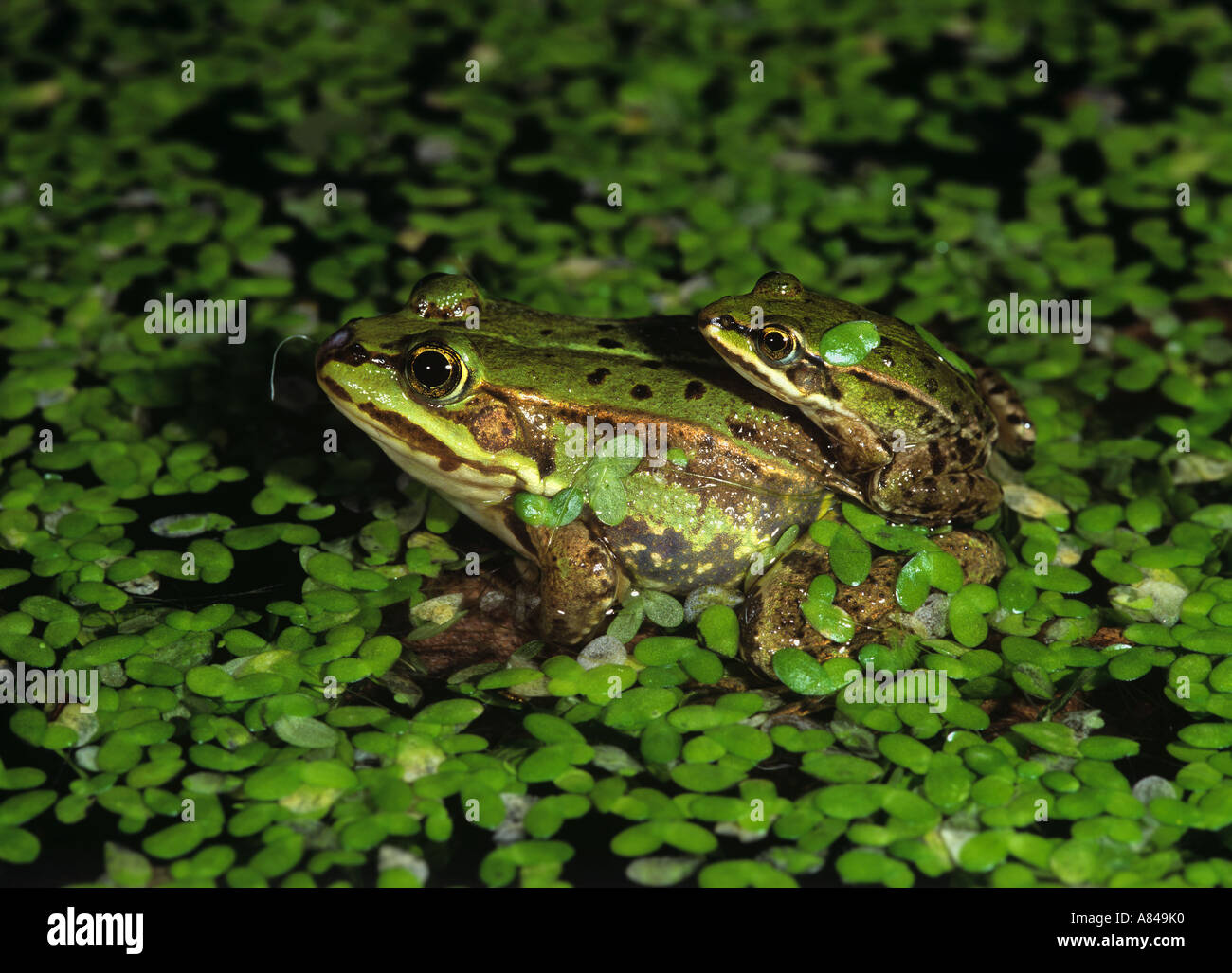 Rana verde giovane in acqua Rana esculenta Foto Stock