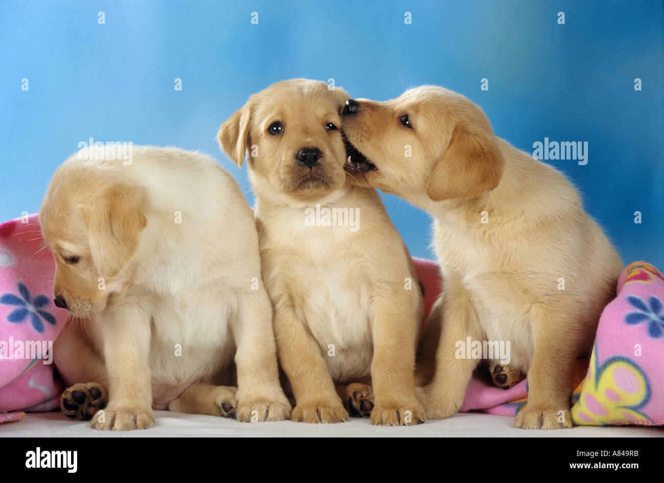 Tre Labrador Retriever cuccioli di fronte coperta Foto Stock