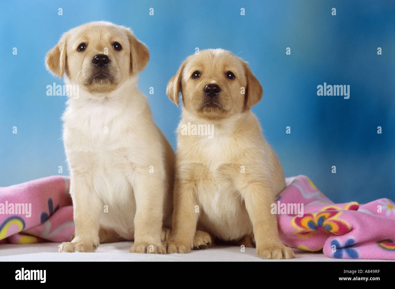 Due Labrador Retriever cuccioli di fronte coperta Foto Stock