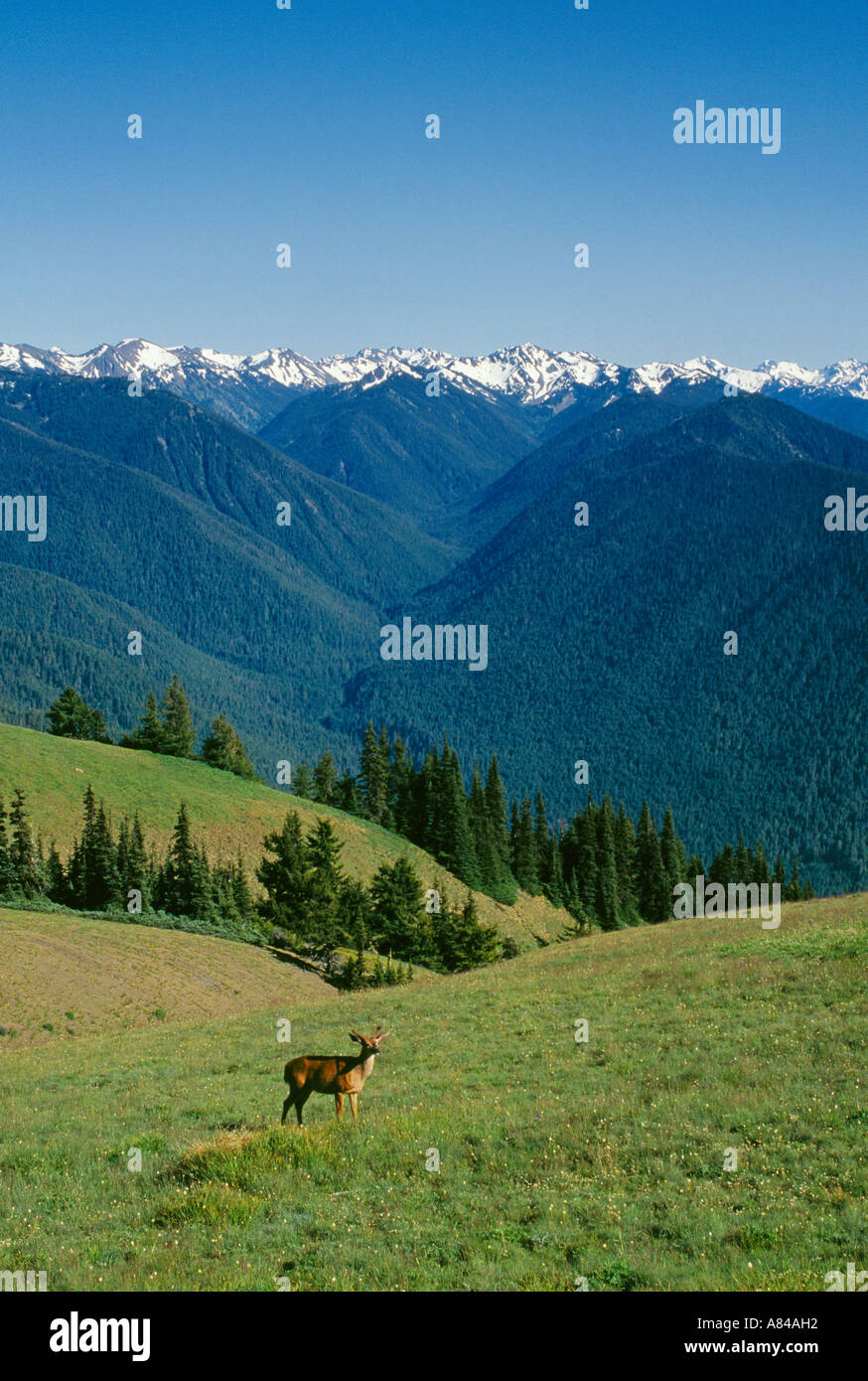 Cervi nel prato con montagne olimpiche in distanza Hurricane Ridge il parco nazionale di Olympic Washington Foto Stock