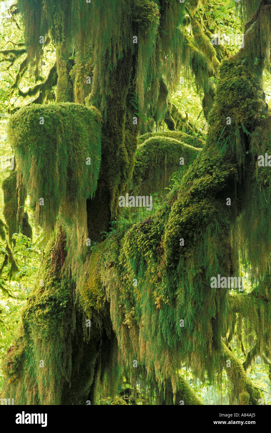 Club moss appesi da foglie grandi alberi di acero Hall di muschi Trail Hoh Rainforest Parco nazionale di Olympic Washington Foto Stock