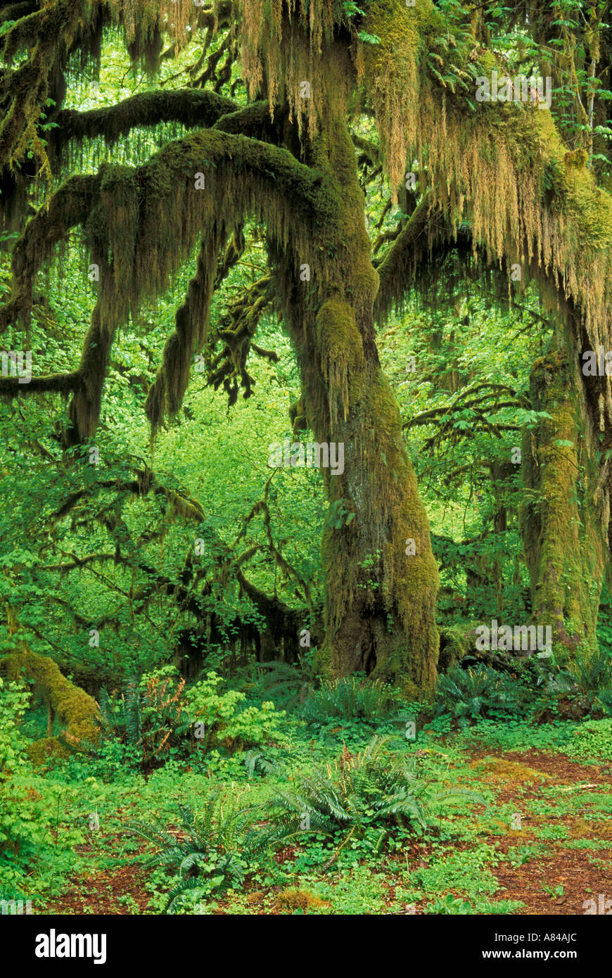 Moss coperte grandi foglie di acero Hall di muschi Trail Hoh Rainforest Parco nazionale di Olympic Washington Foto Stock