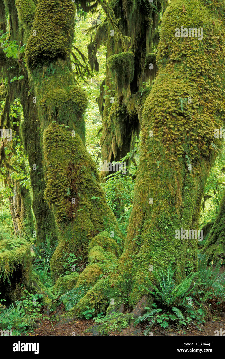 Moss coperto foglie grandi alberi di acero Hall di muschi Trail Hoh Rainforest Parco nazionale di Olympic Washington Foto Stock