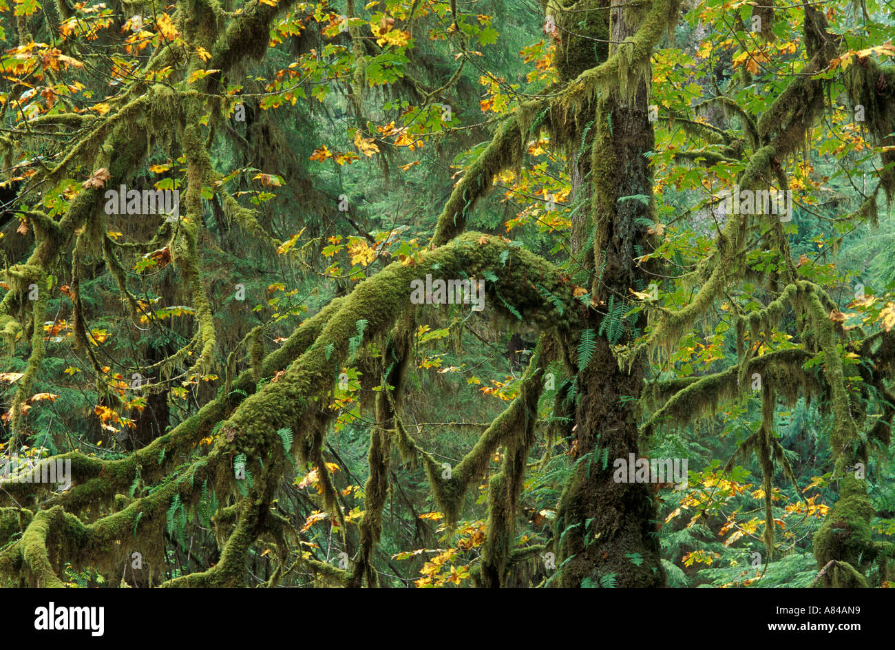 Grandi foglie di acero con muschi e felci Hall di muschi Trail Hoh Rainforest Parco nazionale di Olympic Washington Foto Stock
