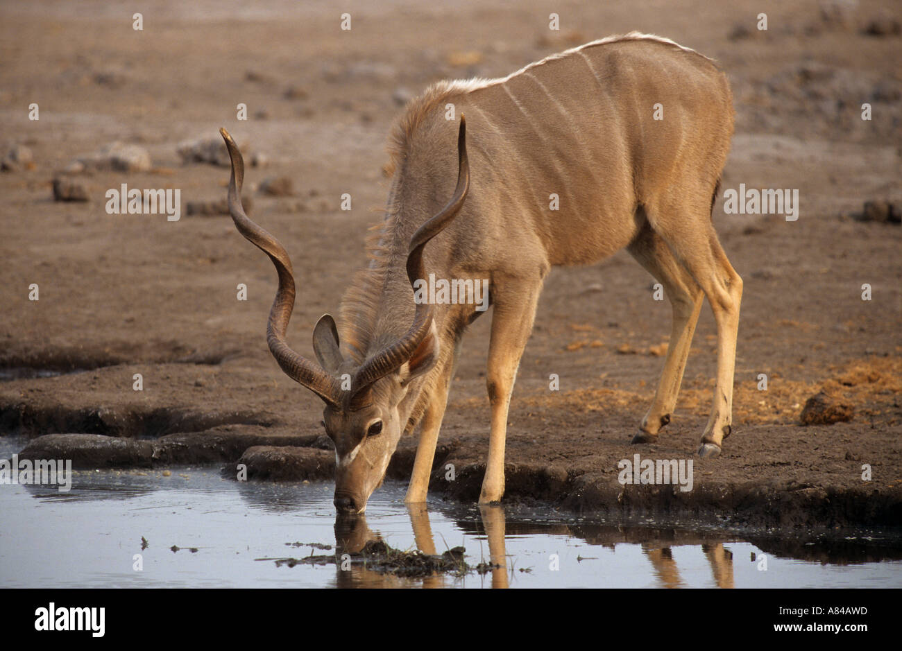 Maggiore kudu - sul waterside / Tragelaphus strepsiceros Foto Stock