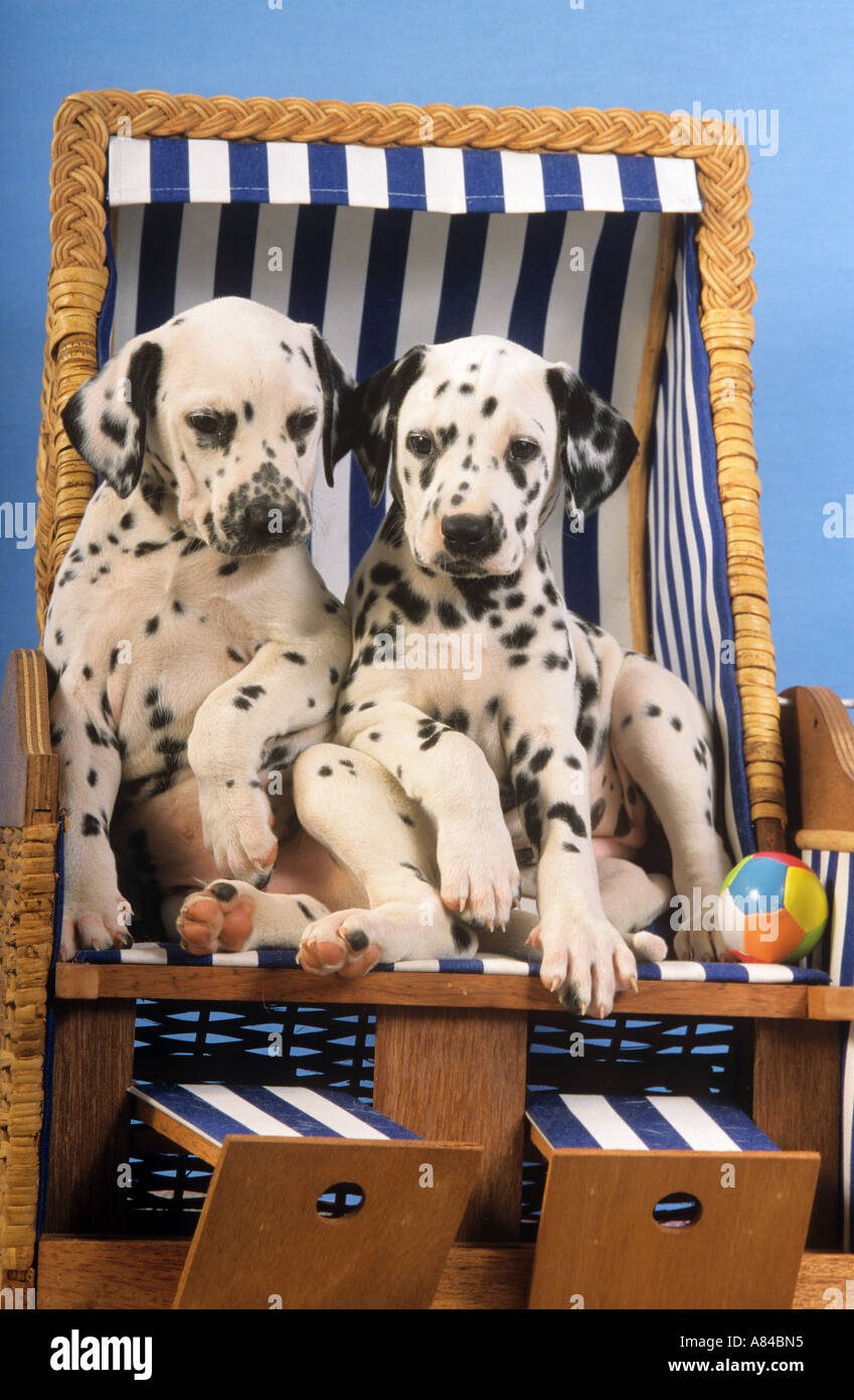 Cane dalmata - due cuccioli in sedia spiaggia Foto Stock