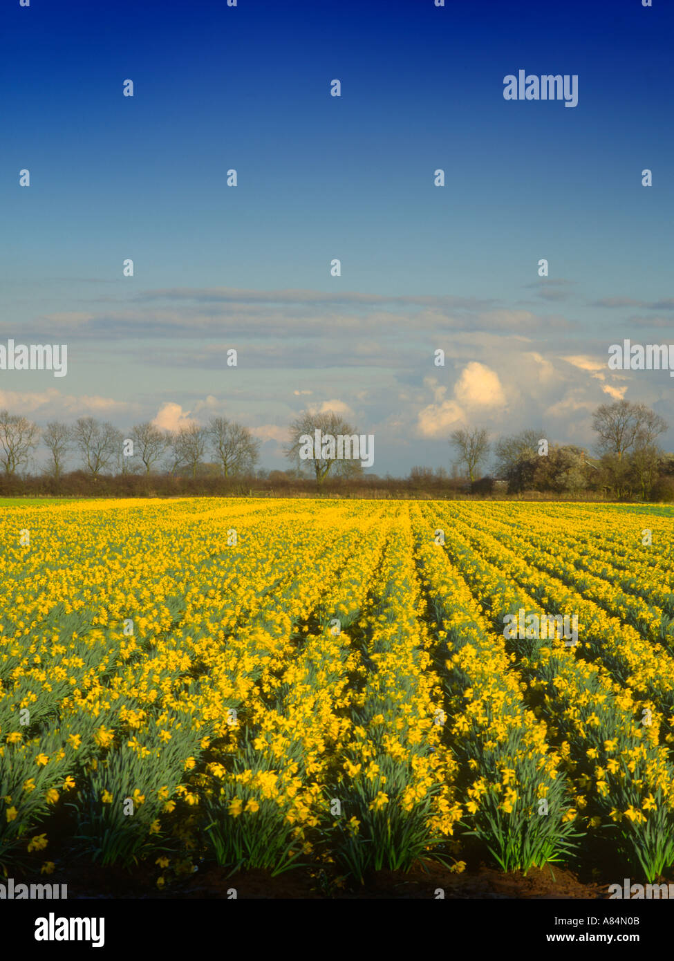 Daffodil campo nei pressi di Holbeach San Giovanni vicino a Spalding in Lincolnshire Fens England Regno Unito Foto Stock