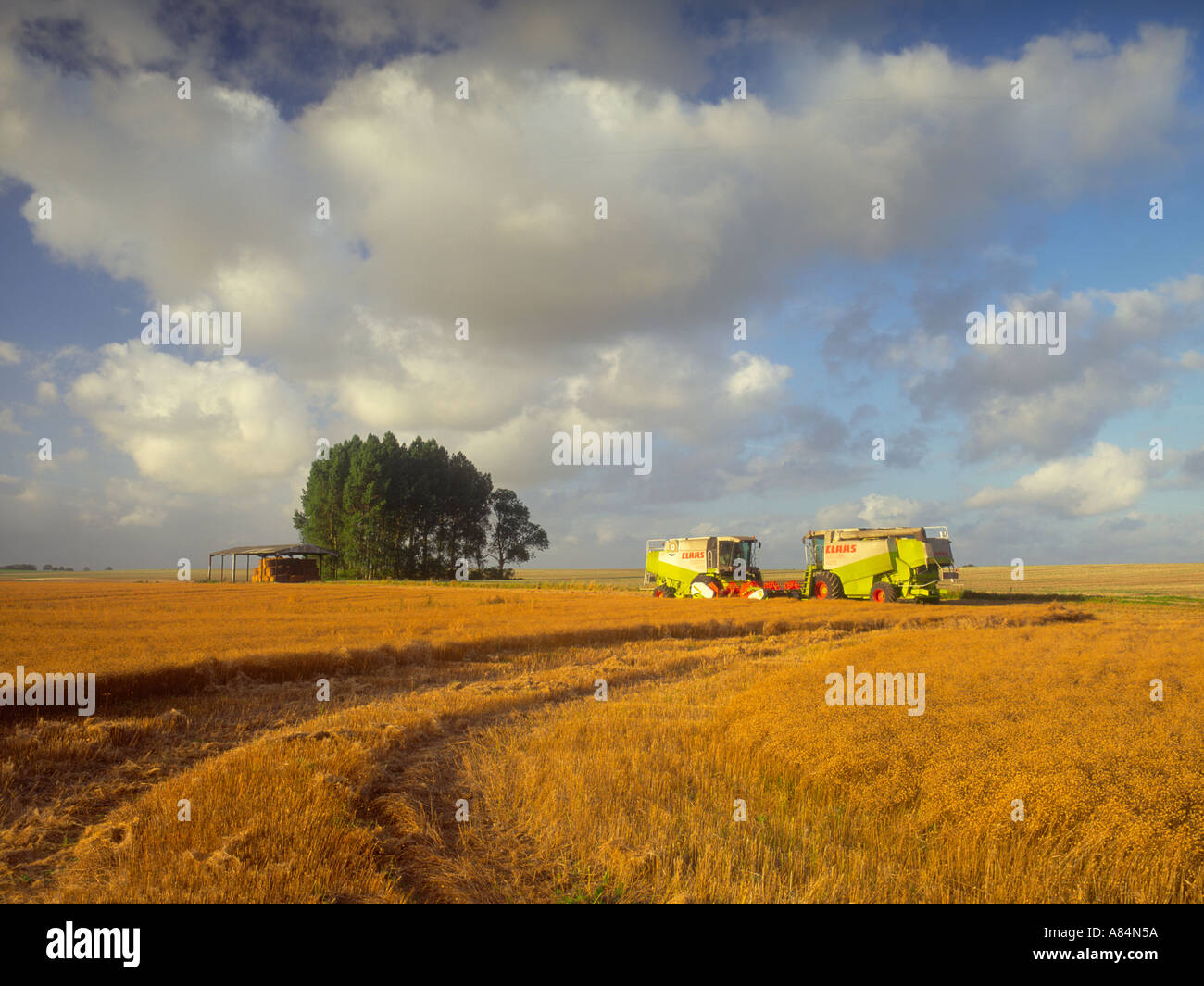 La raccolta nelle paludi vicino Beachamwell Norfolk England Regno Unito Foto Stock