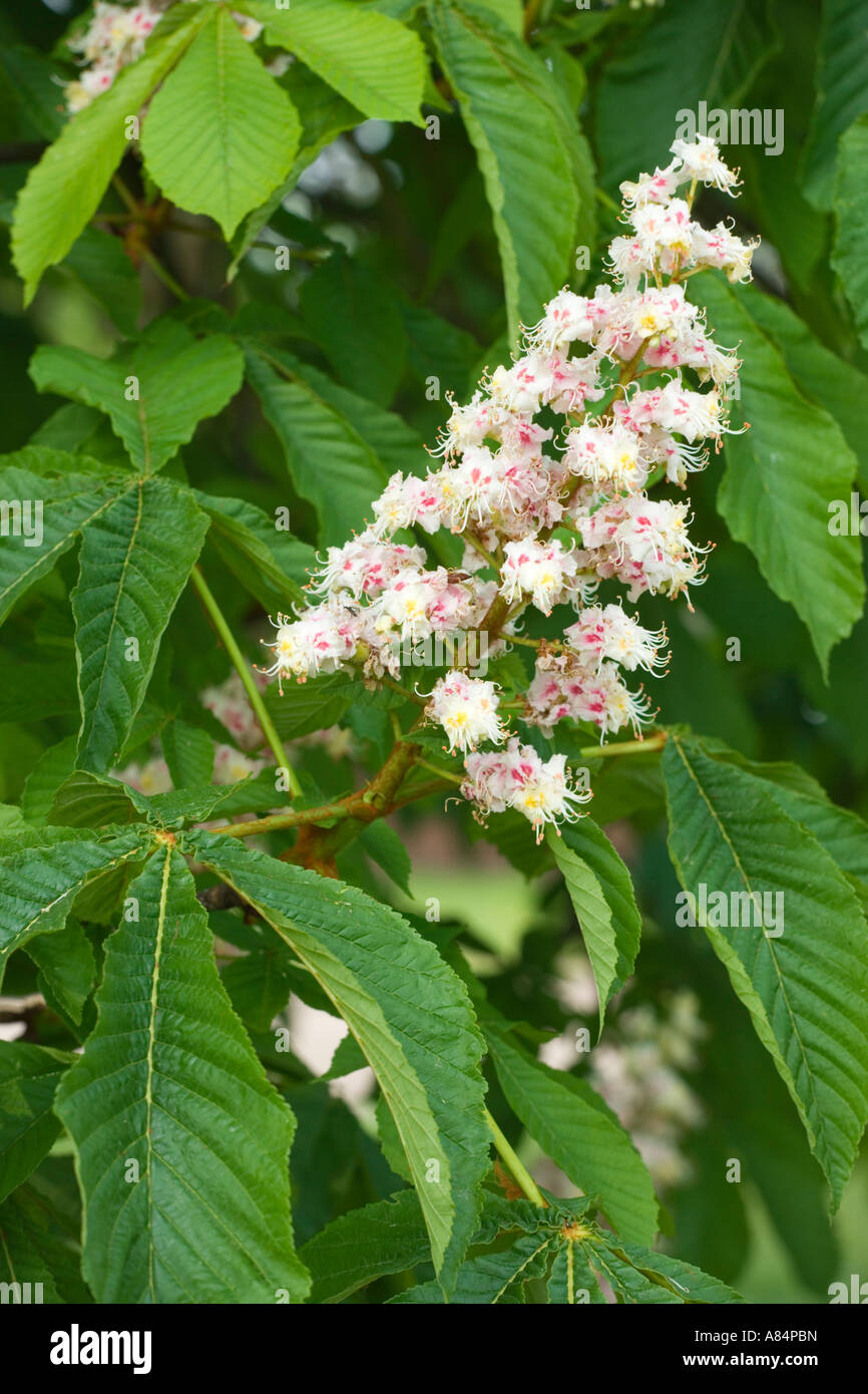 Ippocastano fiori Aesculus hippocastanum Foto Stock