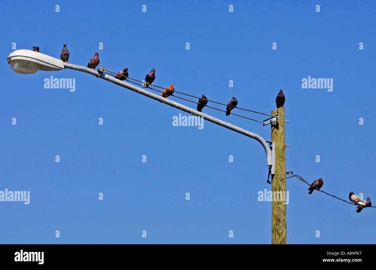 Gruppo di piccioni su un lampione Foto Stock