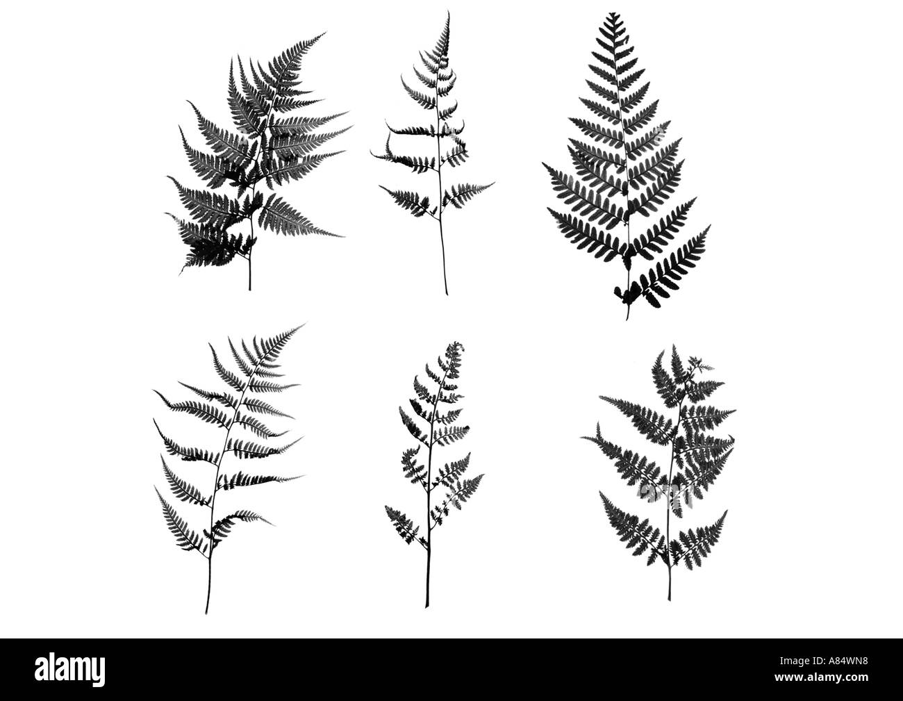 Collezione di felce Foto Stock