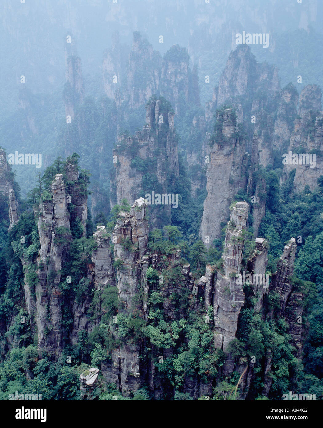 Cina. Zhangjiajie National Forest Park. Nella provincia del Hunan. Wuling montagne. Le formazioni rocciose. Foto Stock