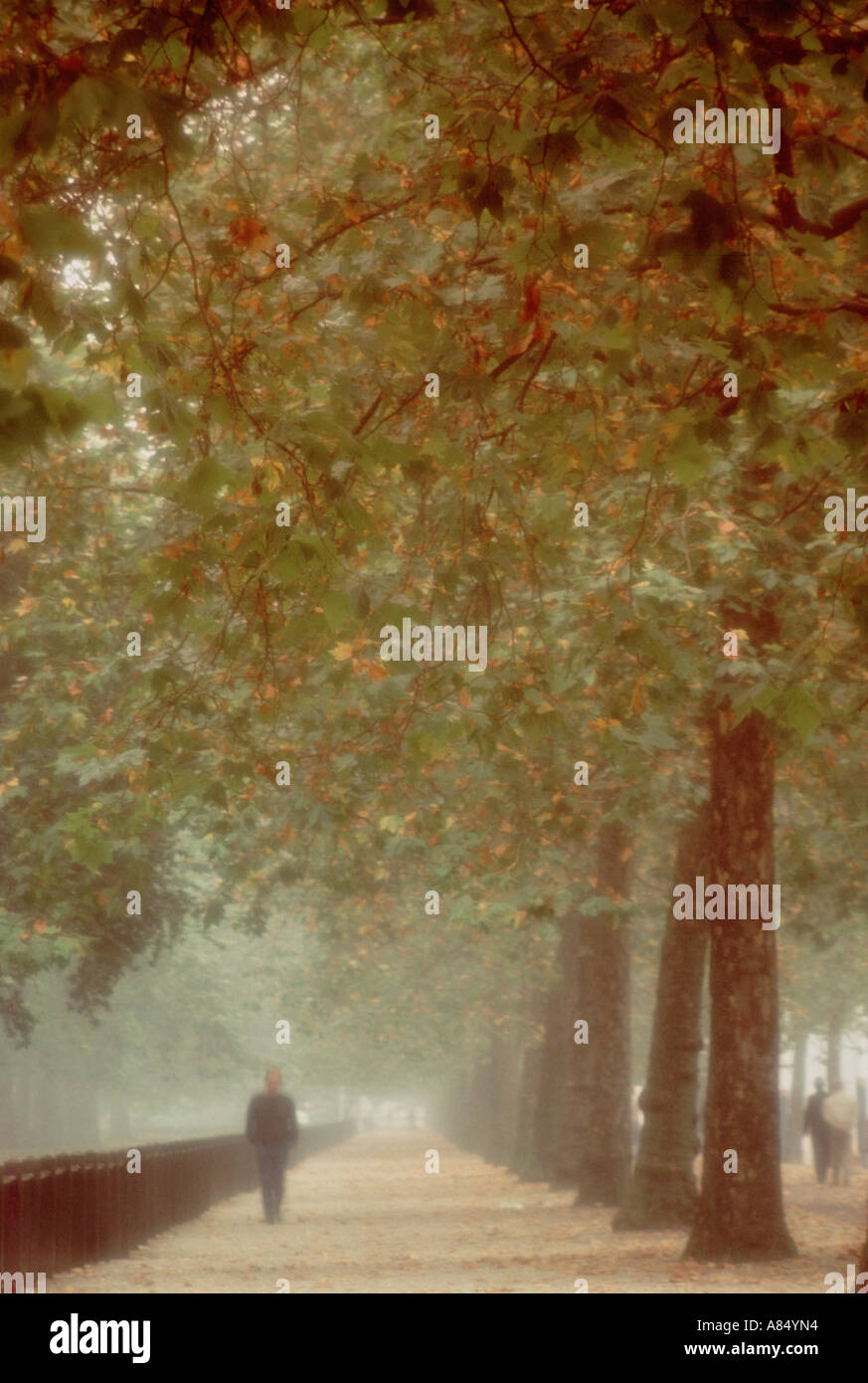 Regno Unito. In Inghilterra. Londra. St. James' Park. Il Mall. Uomo che cammina lungo il viale di alberi in autunno. Foto Stock