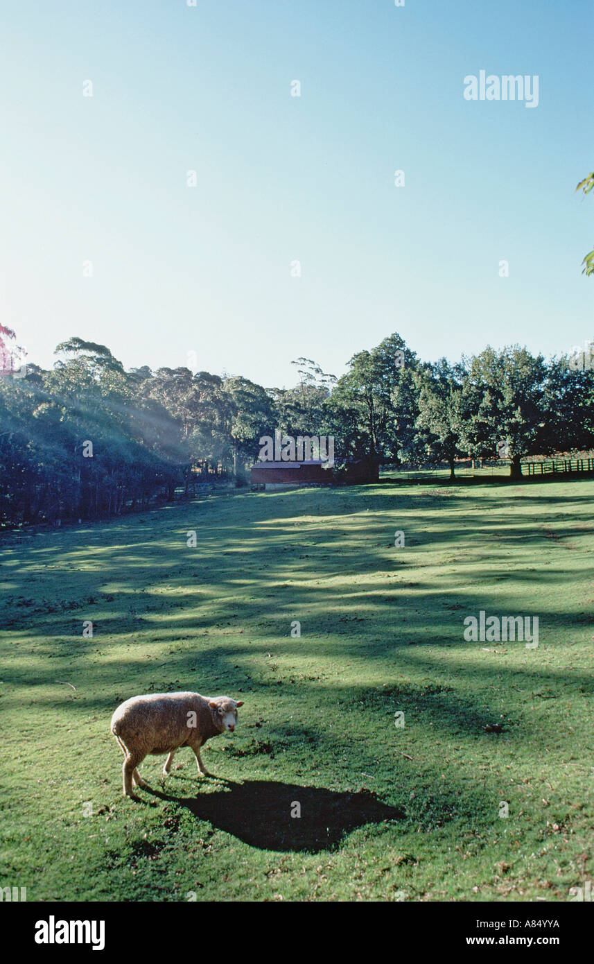 Australia. Nuovo Galles del Sud. Monte Wilson. Lone pecora in campo. Foto Stock