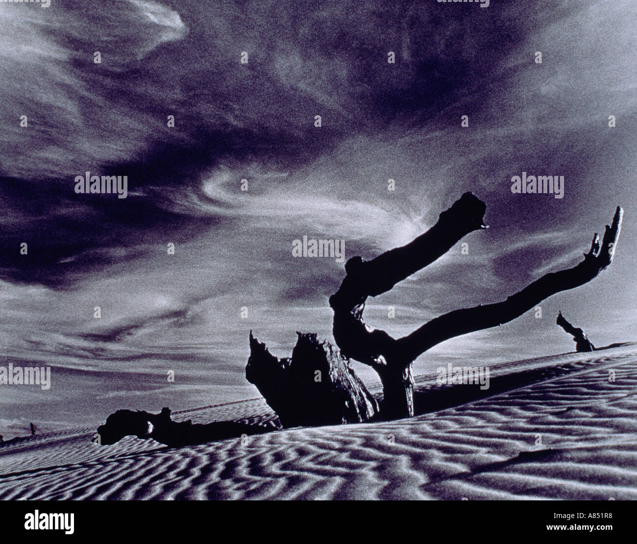 Fotografia d'arte. Desert dune di sabbia con legno morto. Bara Bay Australia del Sud Foto Stock