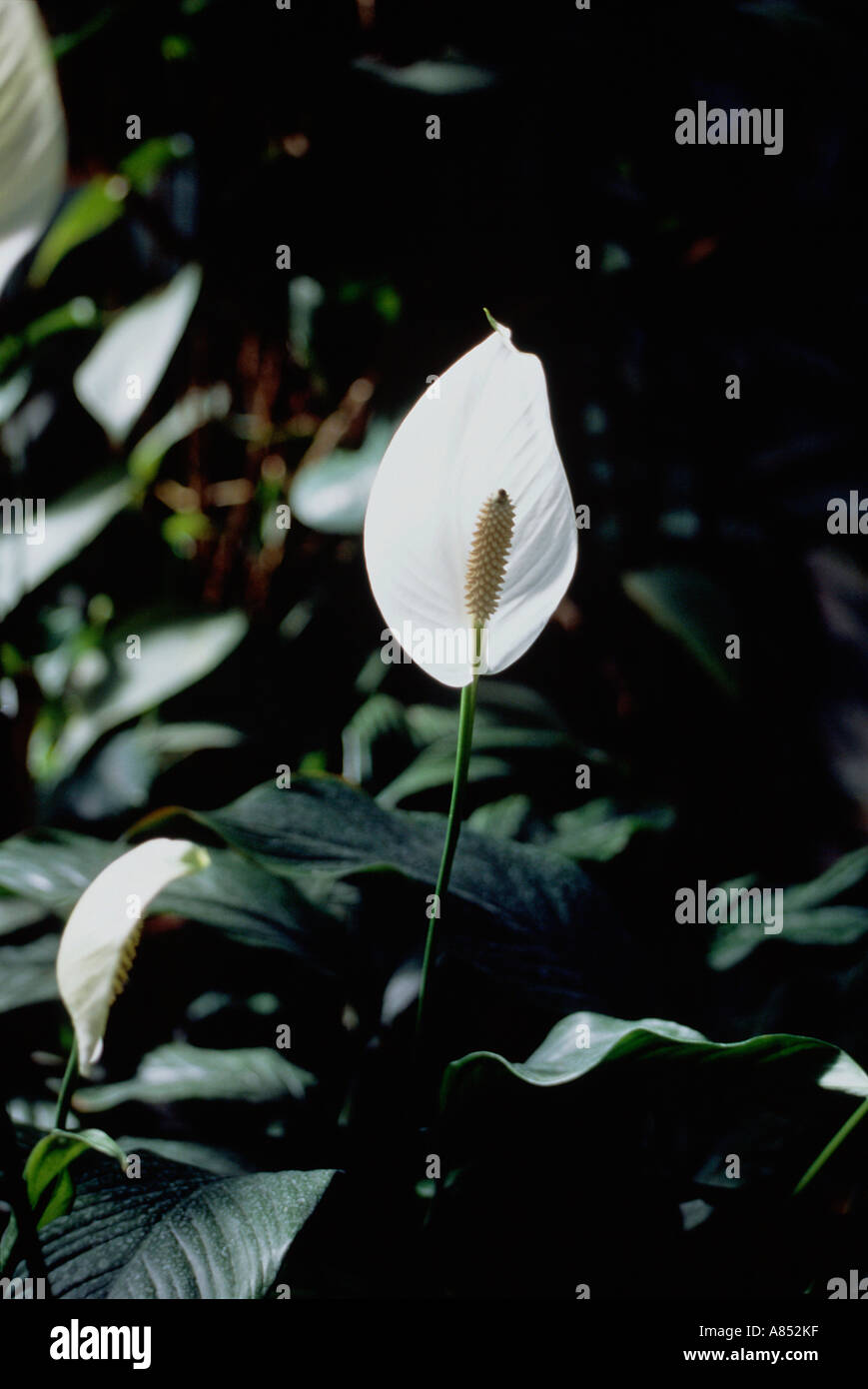 Impianto. Fioritura. Giglio della pace (Spathiphyllum cochlearispathum). Foto Stock
