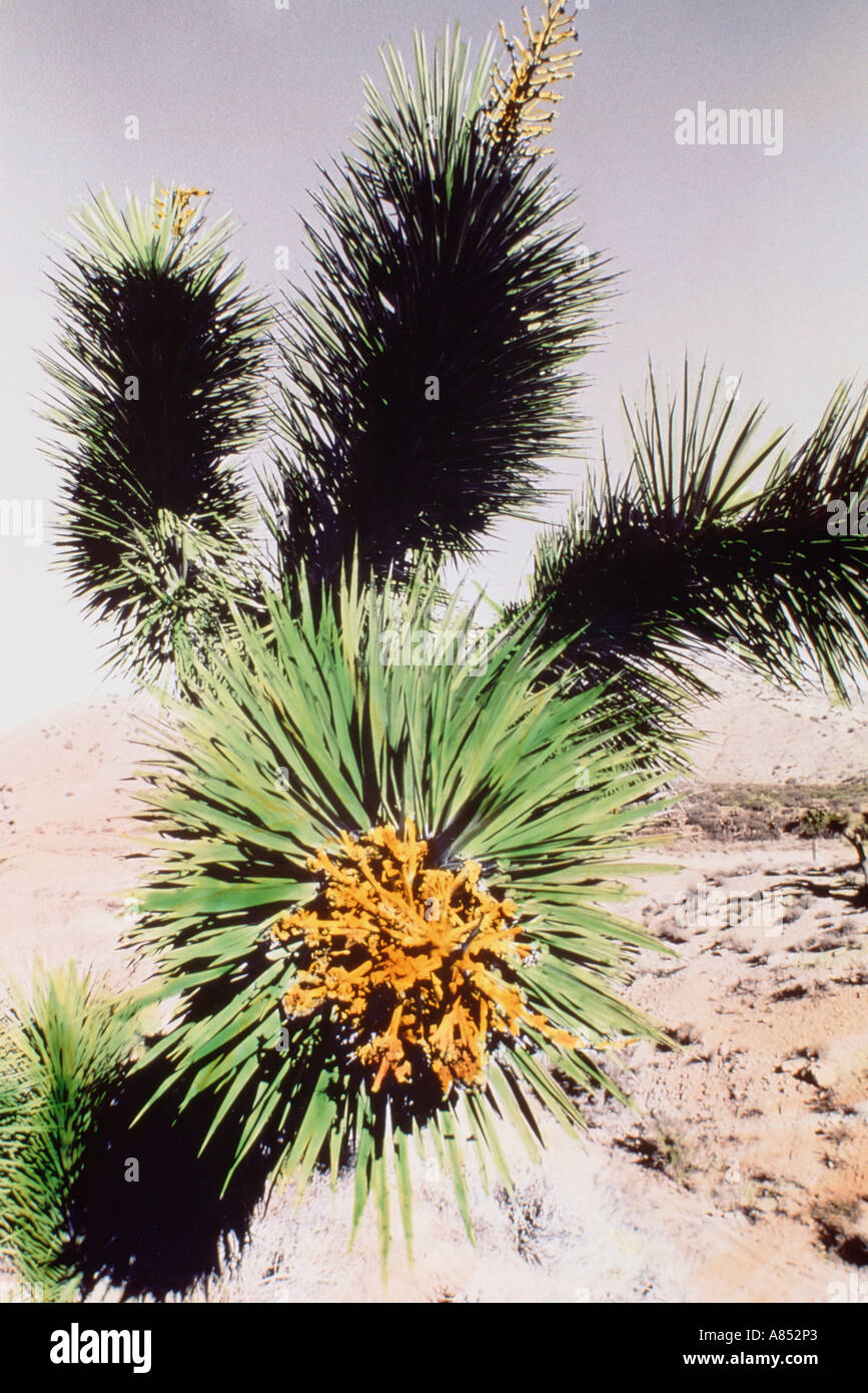 Stati Uniti d'America. In California. Deserto Mojave. Colorate a mano fotografia di Joshua Tree close up. Foto Stock