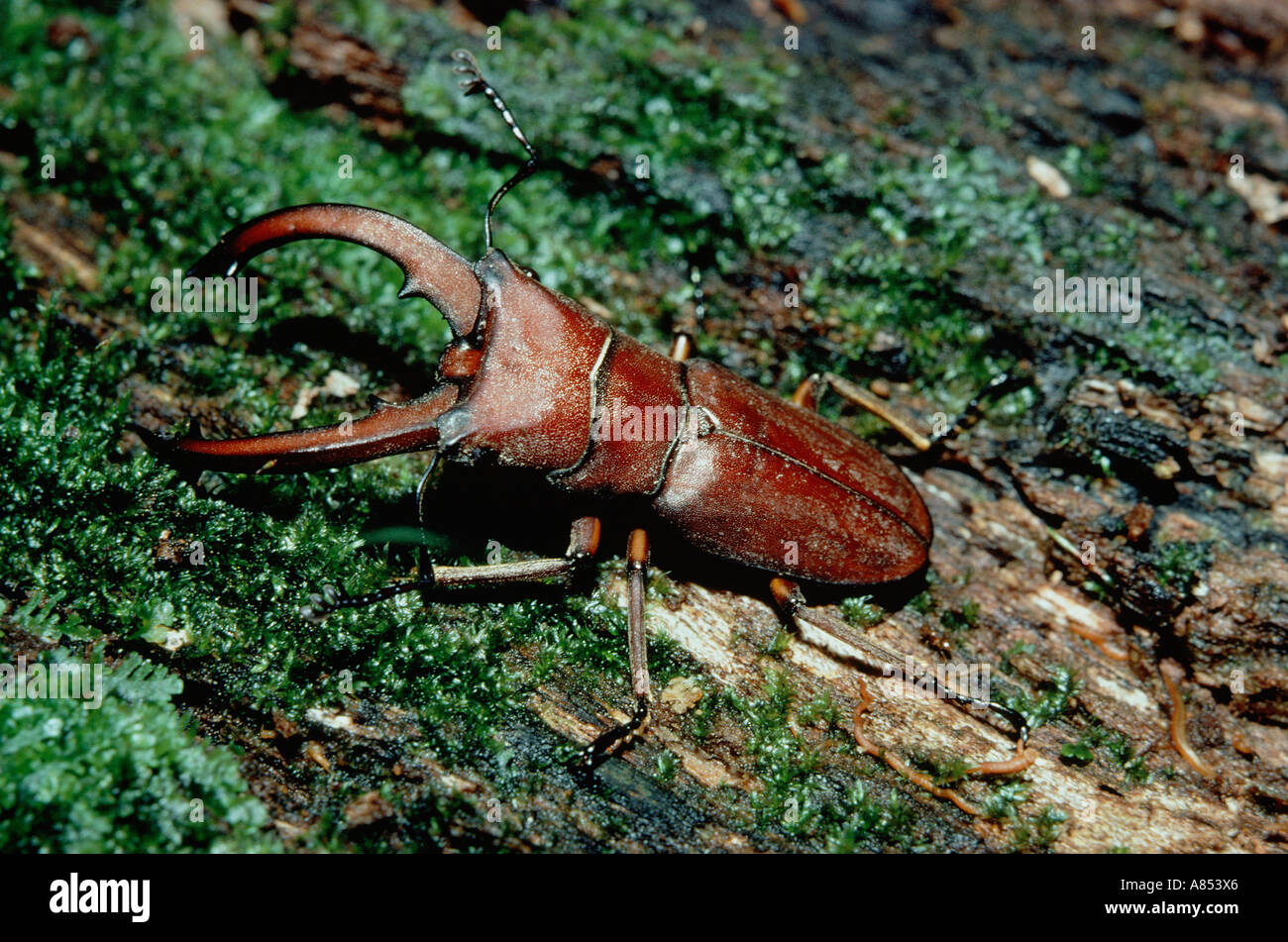 Indonesia. Close-up di Stag Beetle. Foto Stock