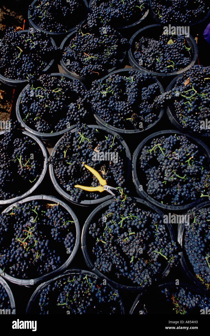 Australia. Victoria. Le uve raccolte in cantina. Foto Stock