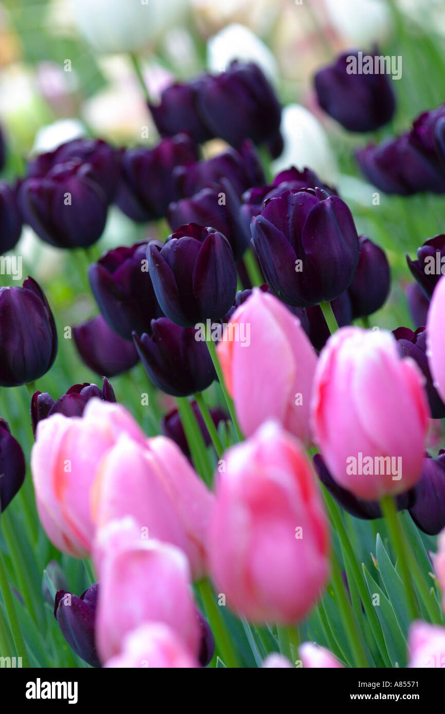 Tulip Menton Darwin ibrido e Regina della Notte Foto Stock