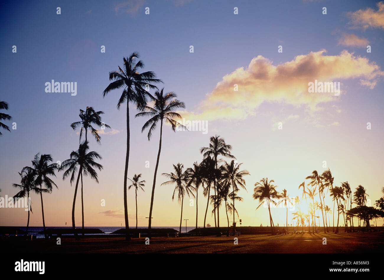 Hawaii Honolulu Waikiki waterfront tramonto palme Foto Stock