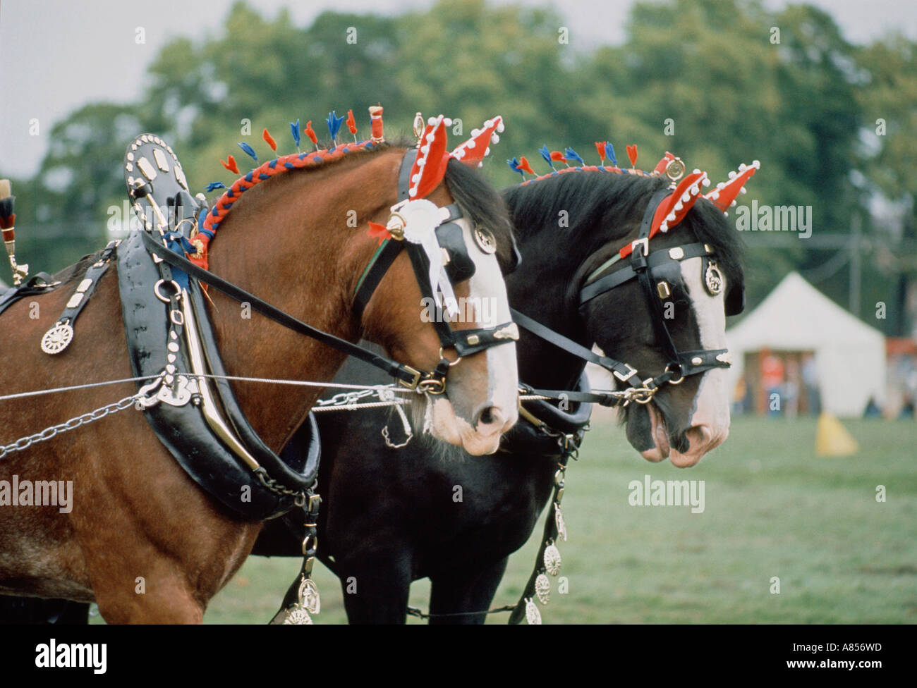 Regno Unito. Inghilterra. Suffolk. Primo piano di un paio di cavalli della Contea alla mostra campestre. Foto Stock