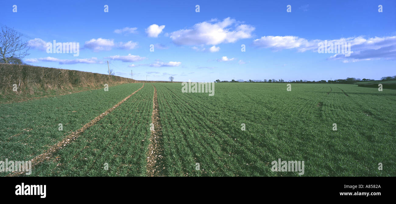 Ampia vista del giovane autunno inverno seminato grano crop sulla bella giornata con Devon siepe e tracciafile Foto Stock
