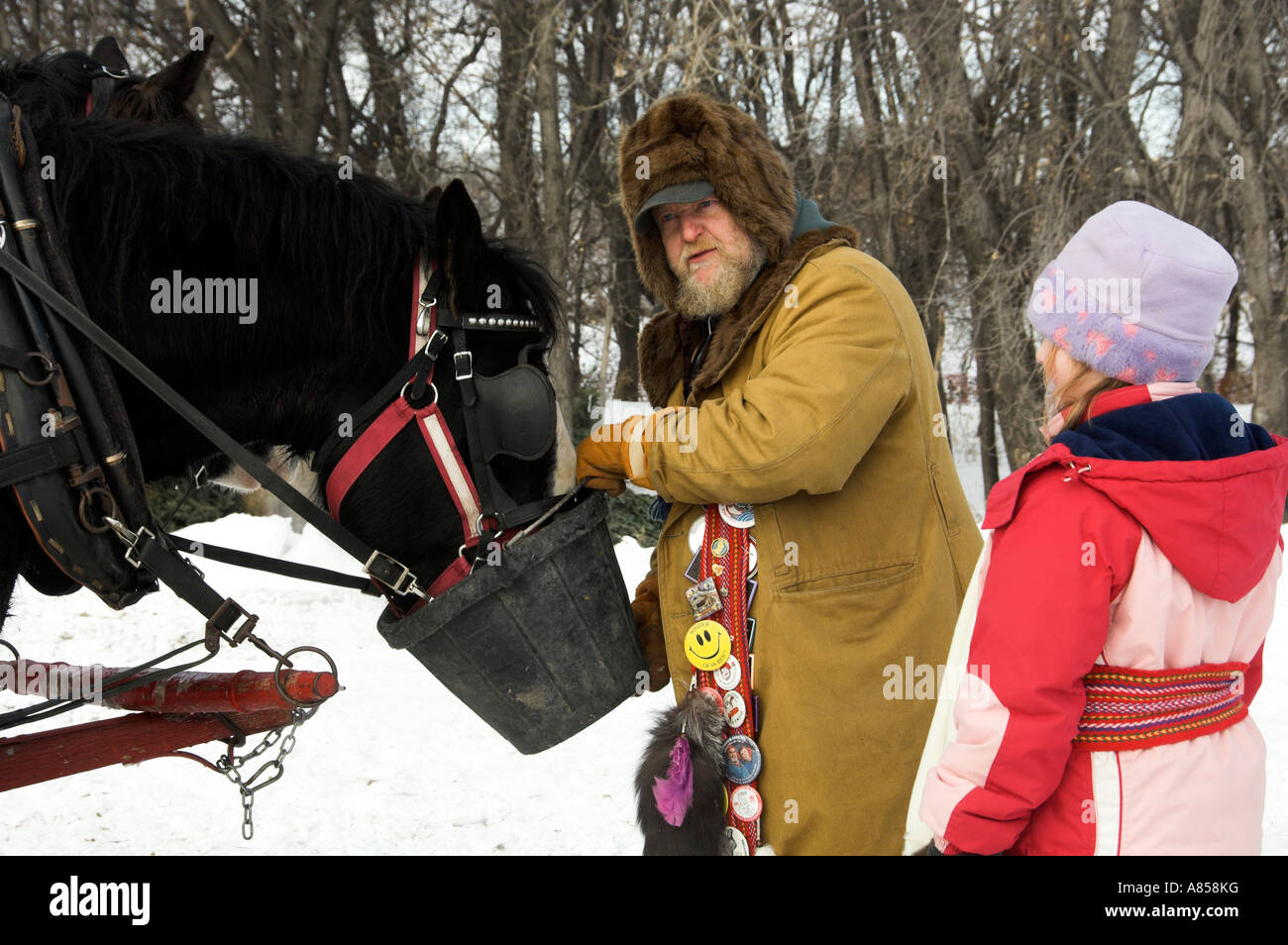 Uno dei cavalli che viene alimentato un Festival du Voyageur in Winnipeg Manitoba Canada Foto Stock