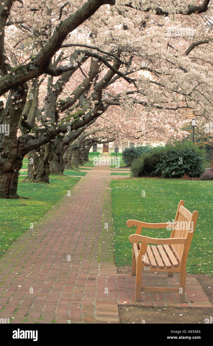 Accanto al banco di passerella di mattoni rivestiti con la fioritura dei ciliegi università di Washington, Seattle Washington Foto Stock