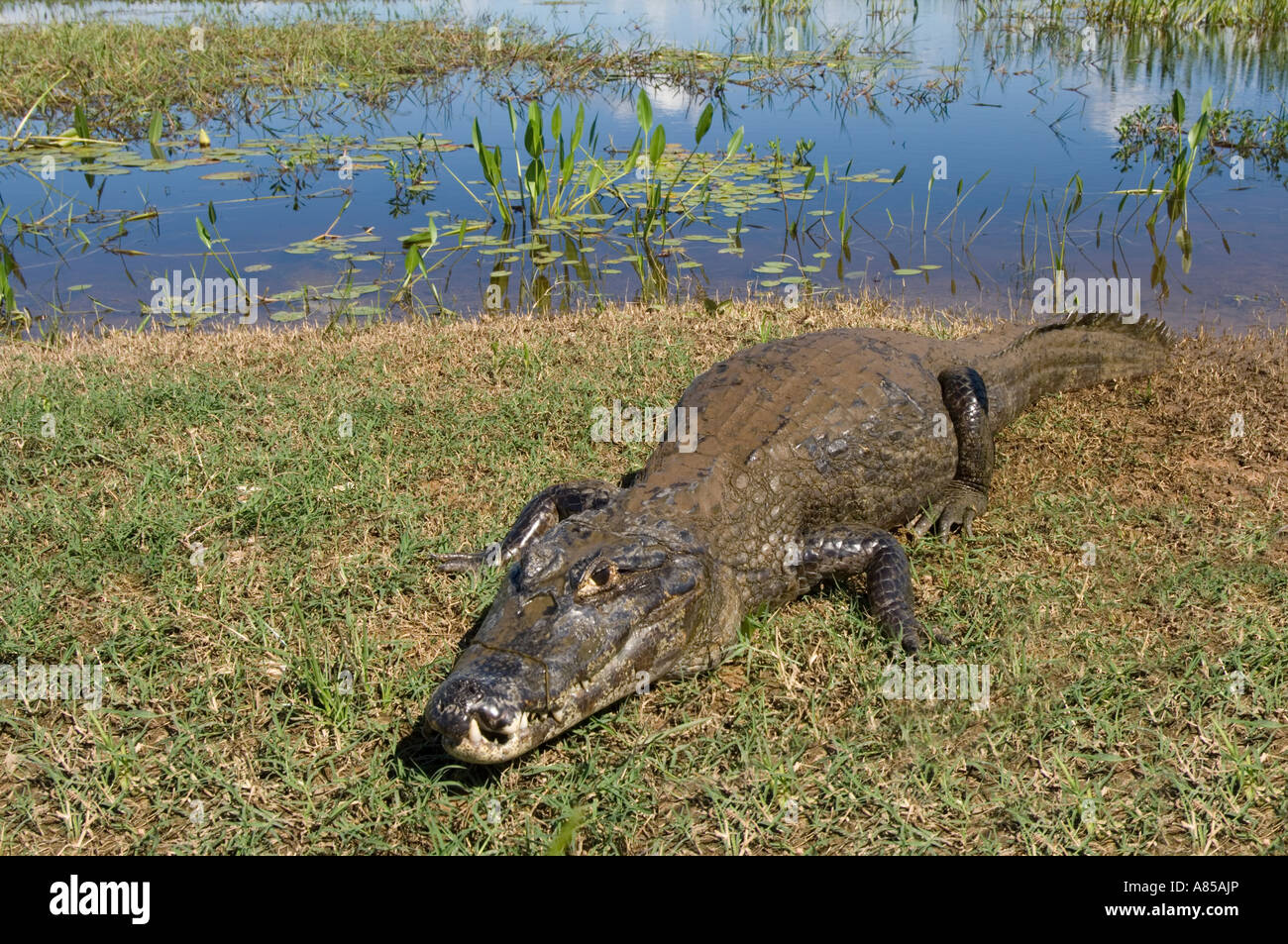 Il caimano dagli occhiali (Caiman crocodilus) è una delle cinque specie di caimano nel Pantanal. Foto Stock