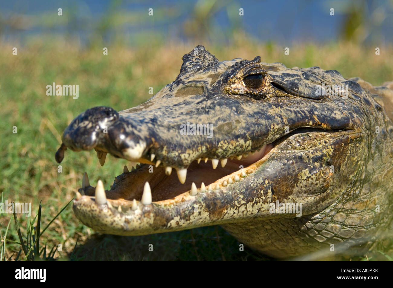 Vista ravvicinata di un caimano dagli occhiali (Caiman crocodilus) che è  una delle cinque specie di caimano nel Pantanal Foto stock - Alamy