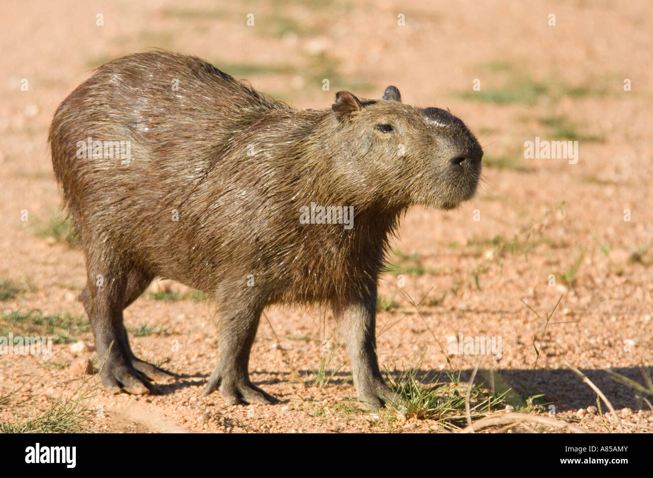 Il capibara (Hydrochaeris hydrochaeris) è il più grande del mondo di  roditore. Spesso si possono osservare sulle strade del Pantanal Foto stock  - Alamy