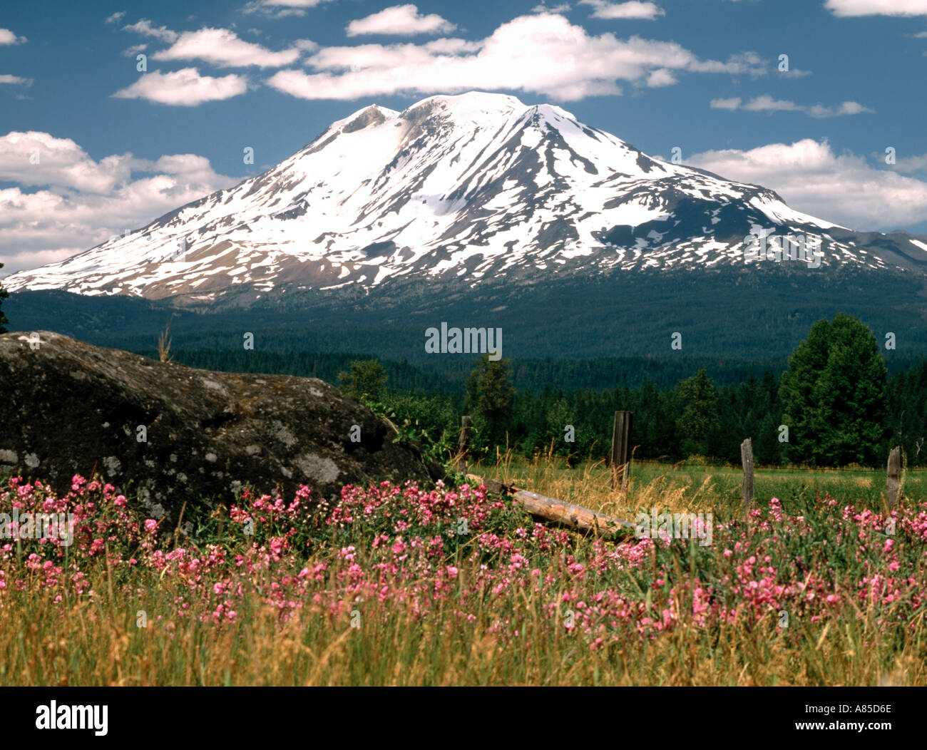 Il Monte Adams Washington con sweetpeas selvatico che fiorisce in un campo in primo piano Foto Stock