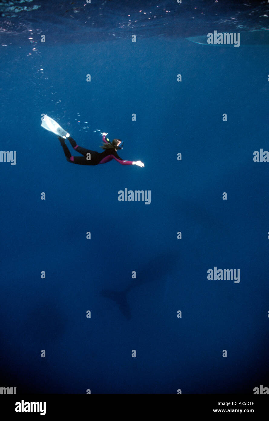 Silverbanks Repubblica Dominicana underwater Humpback Whale e apneista Megaptera novaeangliae Foto Stock