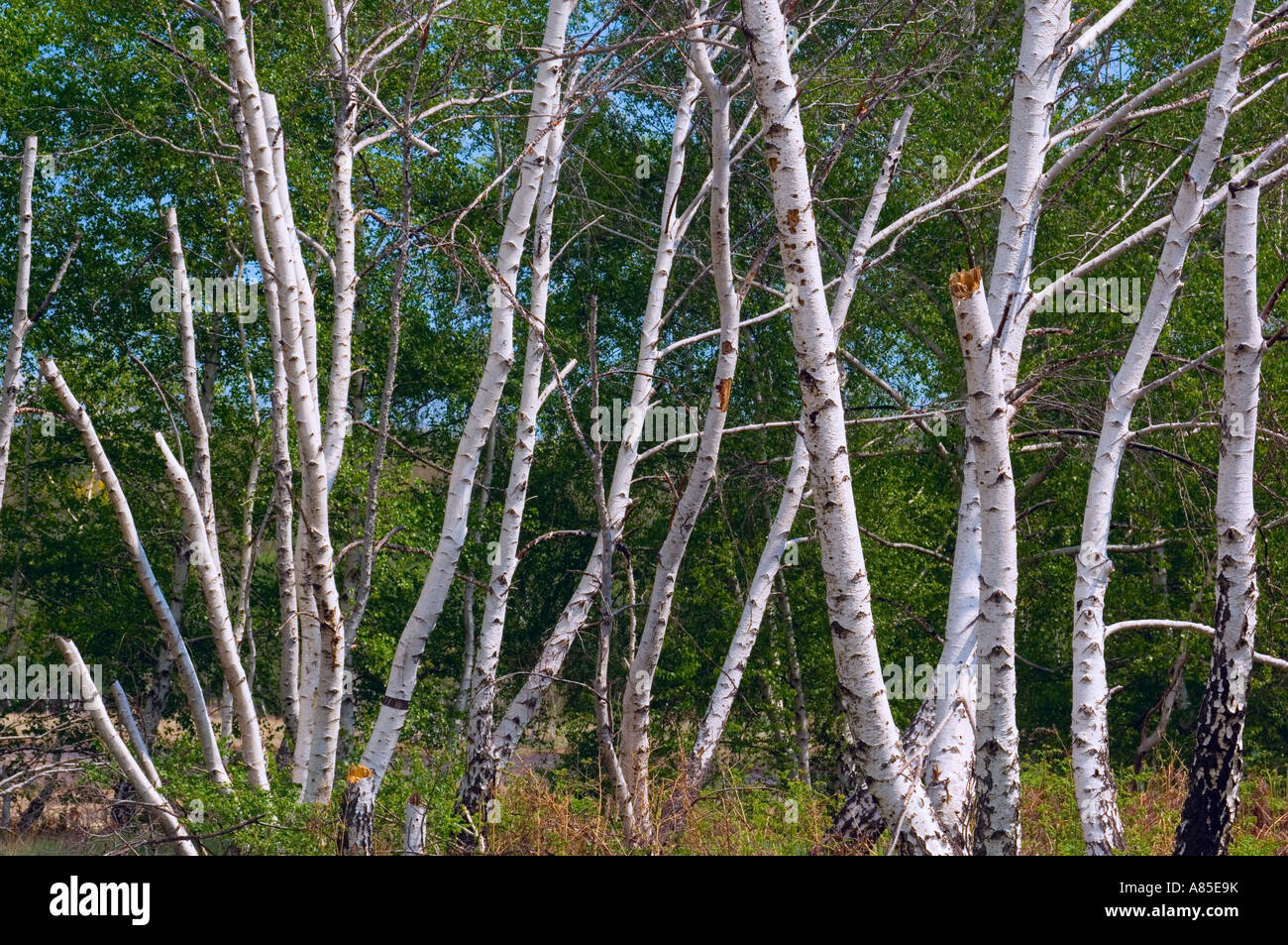 alberi di betulla Foto Stock