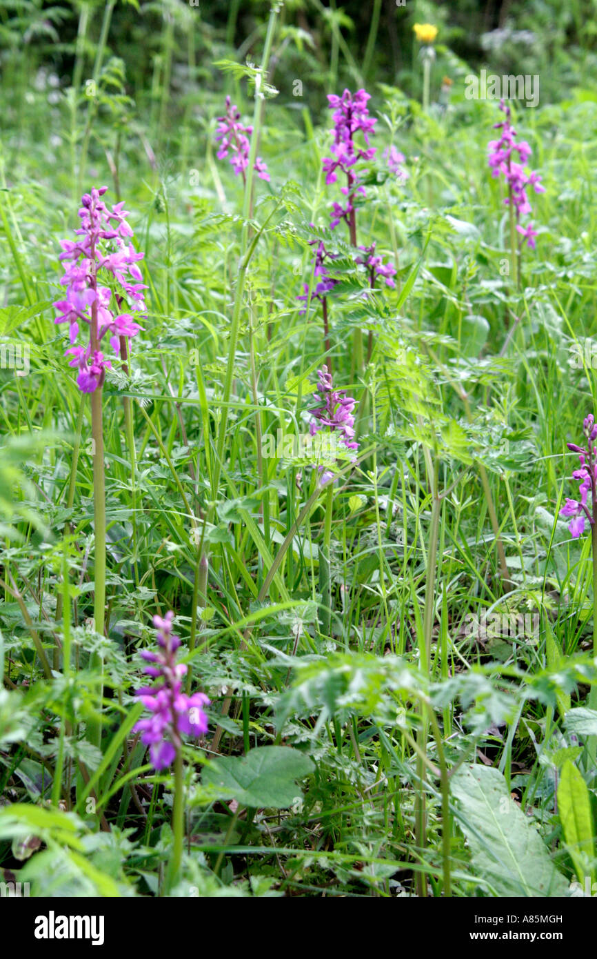 Inizio purple orchid Orchis mascula su una banca di Devon fine aprile Foto Stock