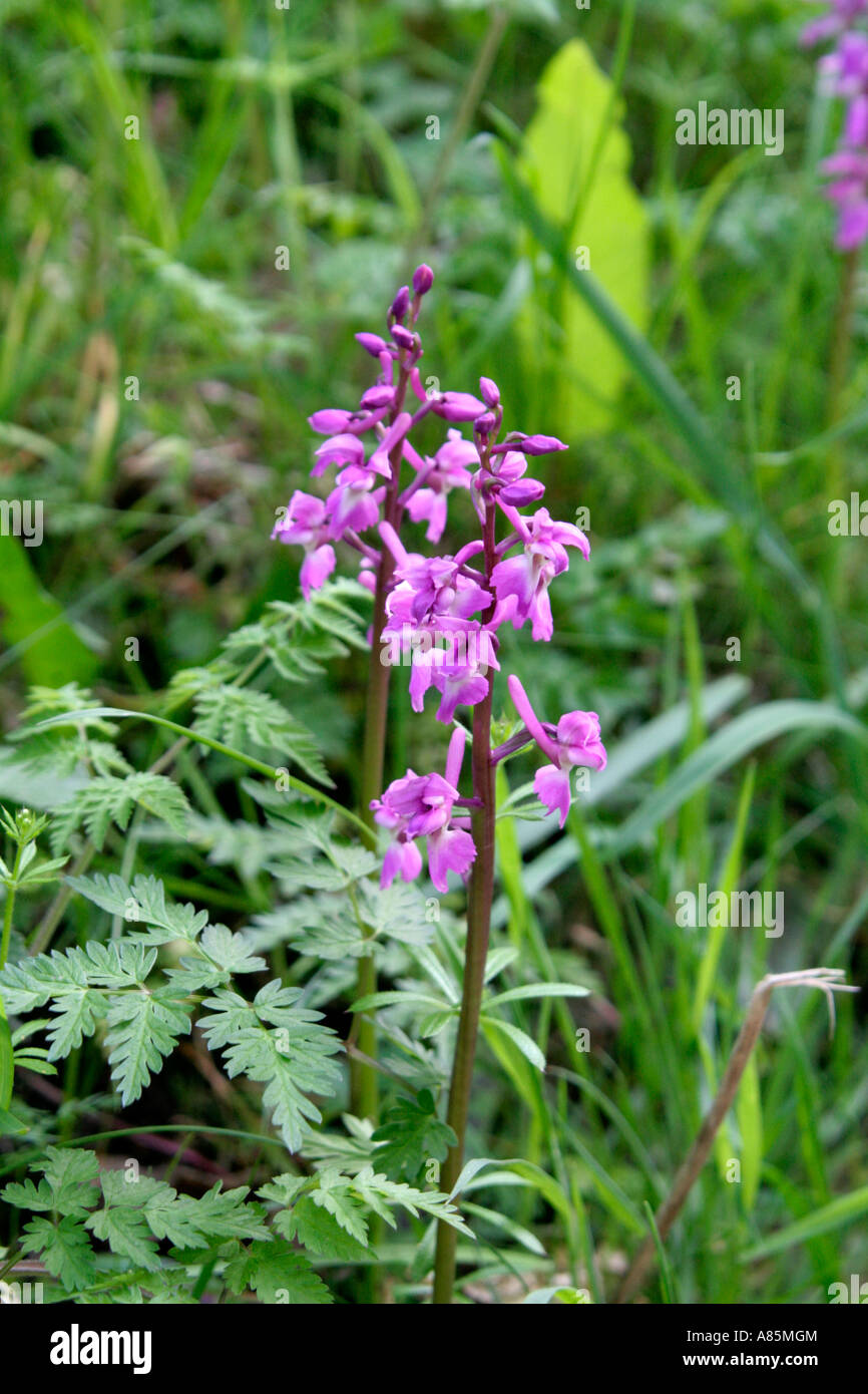 Inizio purple orchid Orchis mascula su una banca di Devon fine aprile Foto Stock