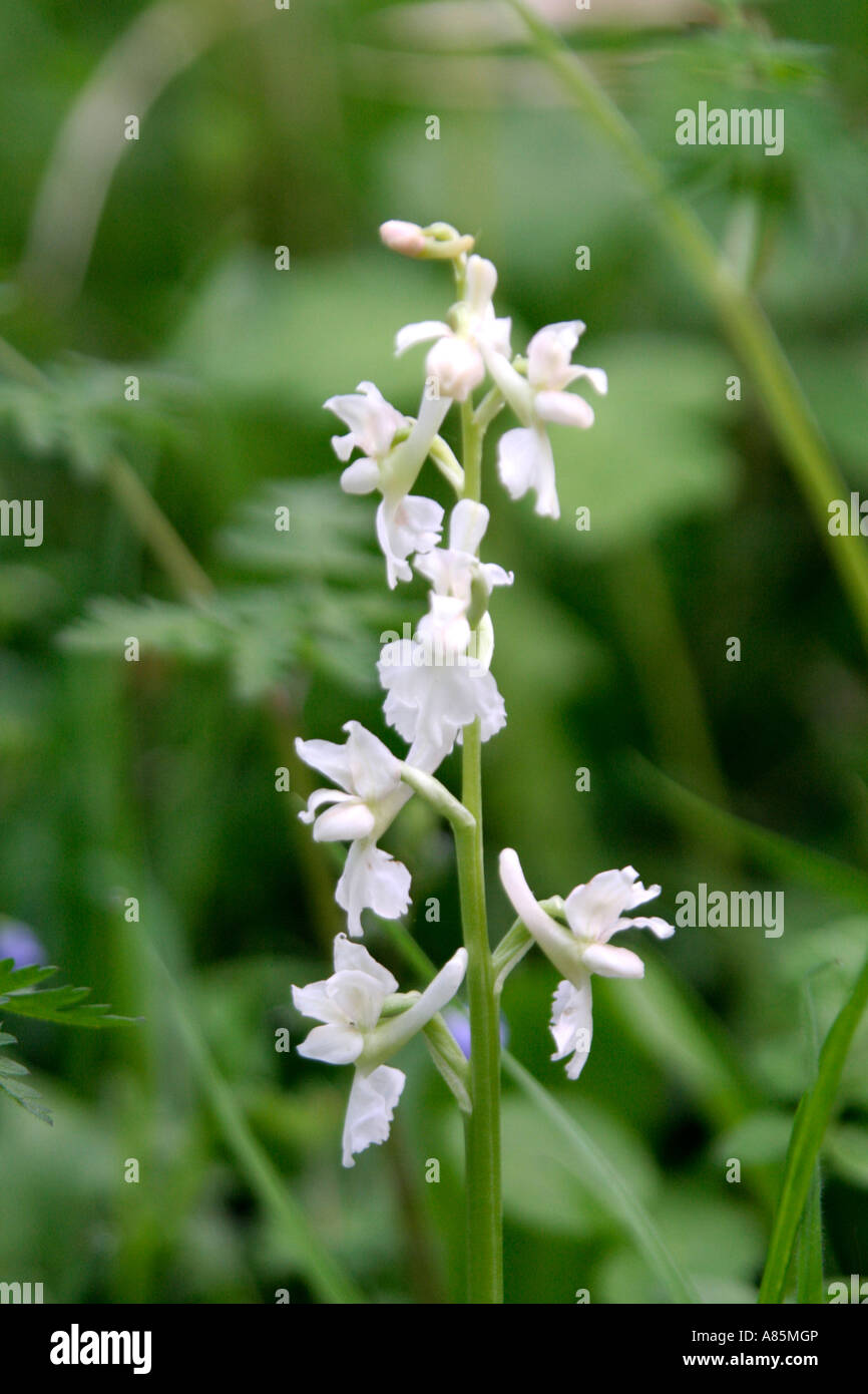 Inizio purple orchid Orchis mascula su una banca di Devon fine aprile Foto Stock