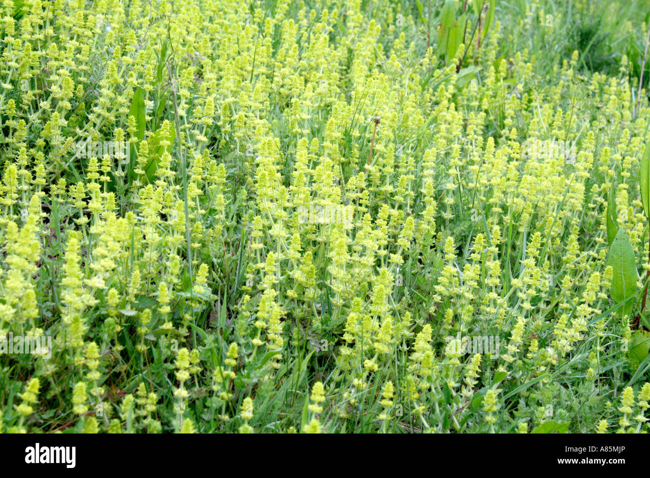 Cruciata leavipes Crosswort cresce in grandi patch sui siti aperti come argini stradali e fiori a fine aprile e maggio Foto Stock