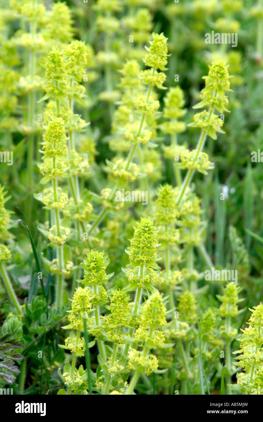 Cruciata leavipes Crosswort cresce in grandi patch sui siti aperti come argini stradali e fiori a fine aprile e maggio Foto Stock